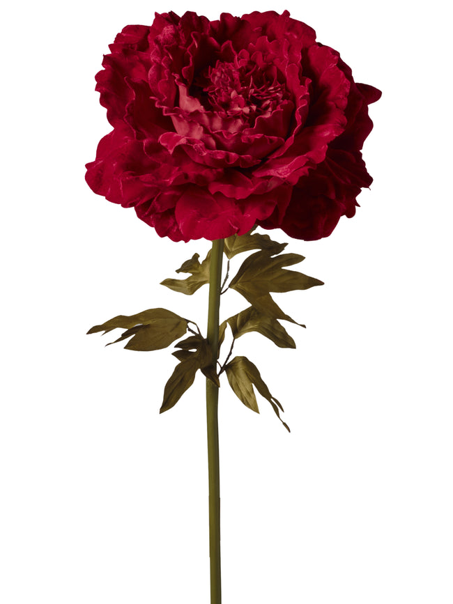 Pivoine velours 1NPD78-253
