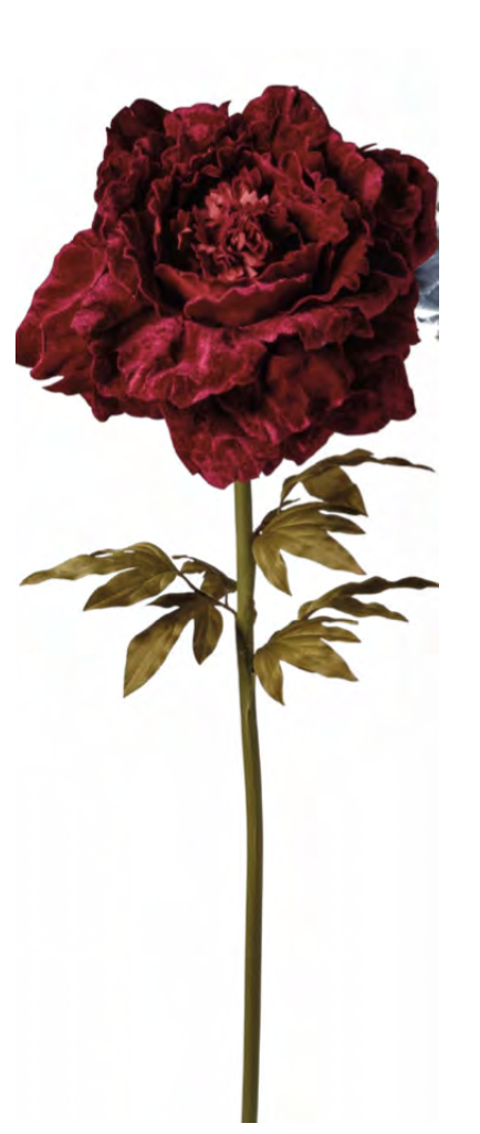 Pivoine velours 1NPD78-017