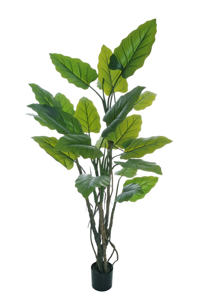 Taro