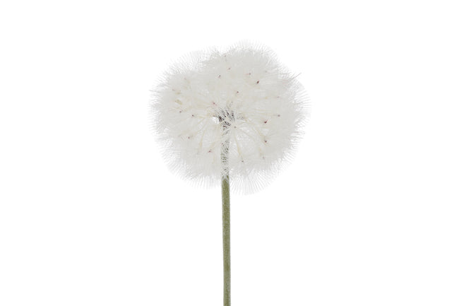Tige d’allium