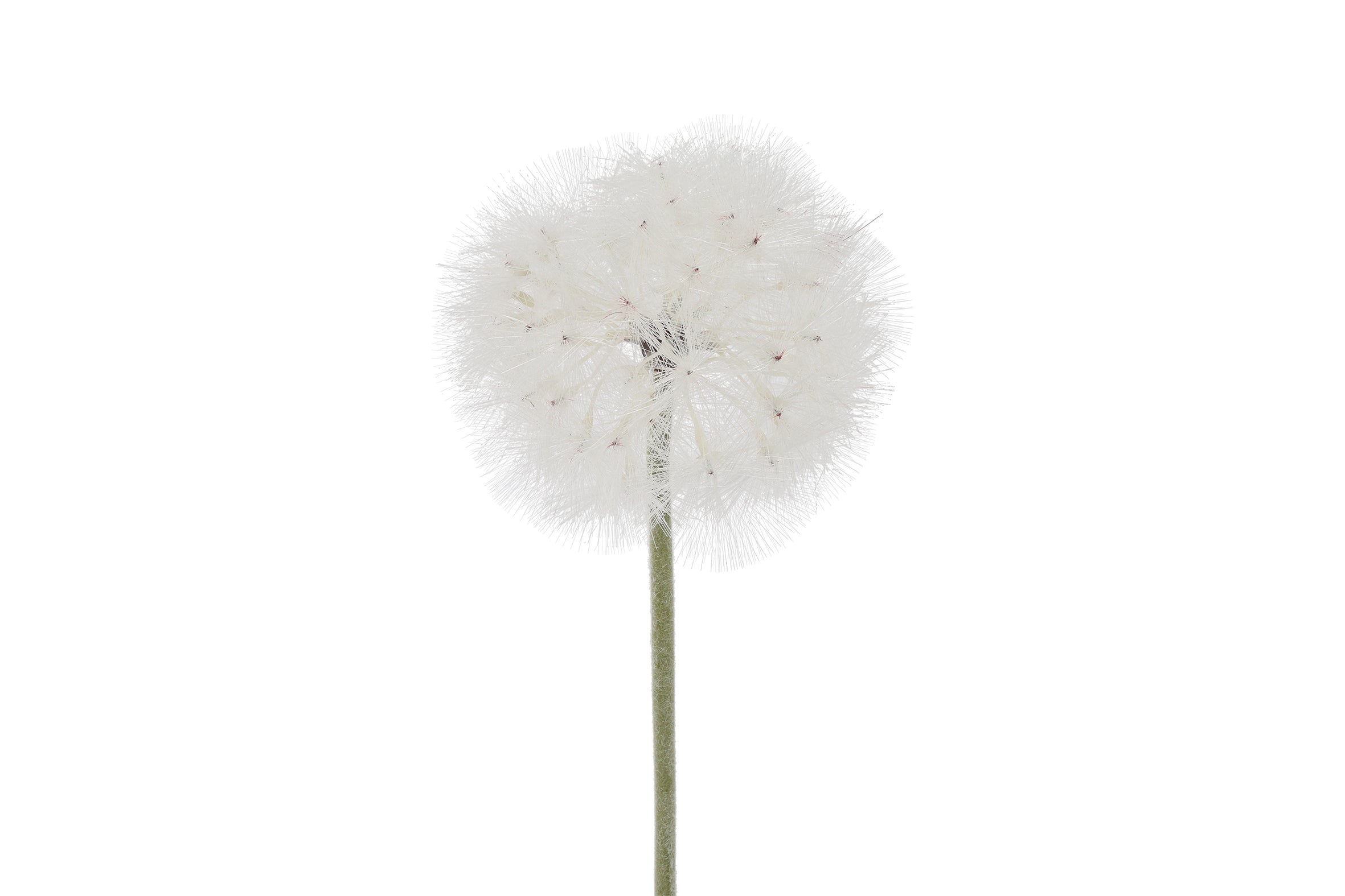 Tige d’allium