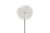 Tige d’allium