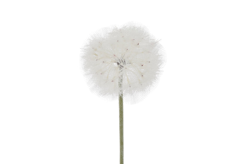 Tige d’allium