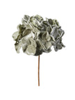 Tige de hydrangea