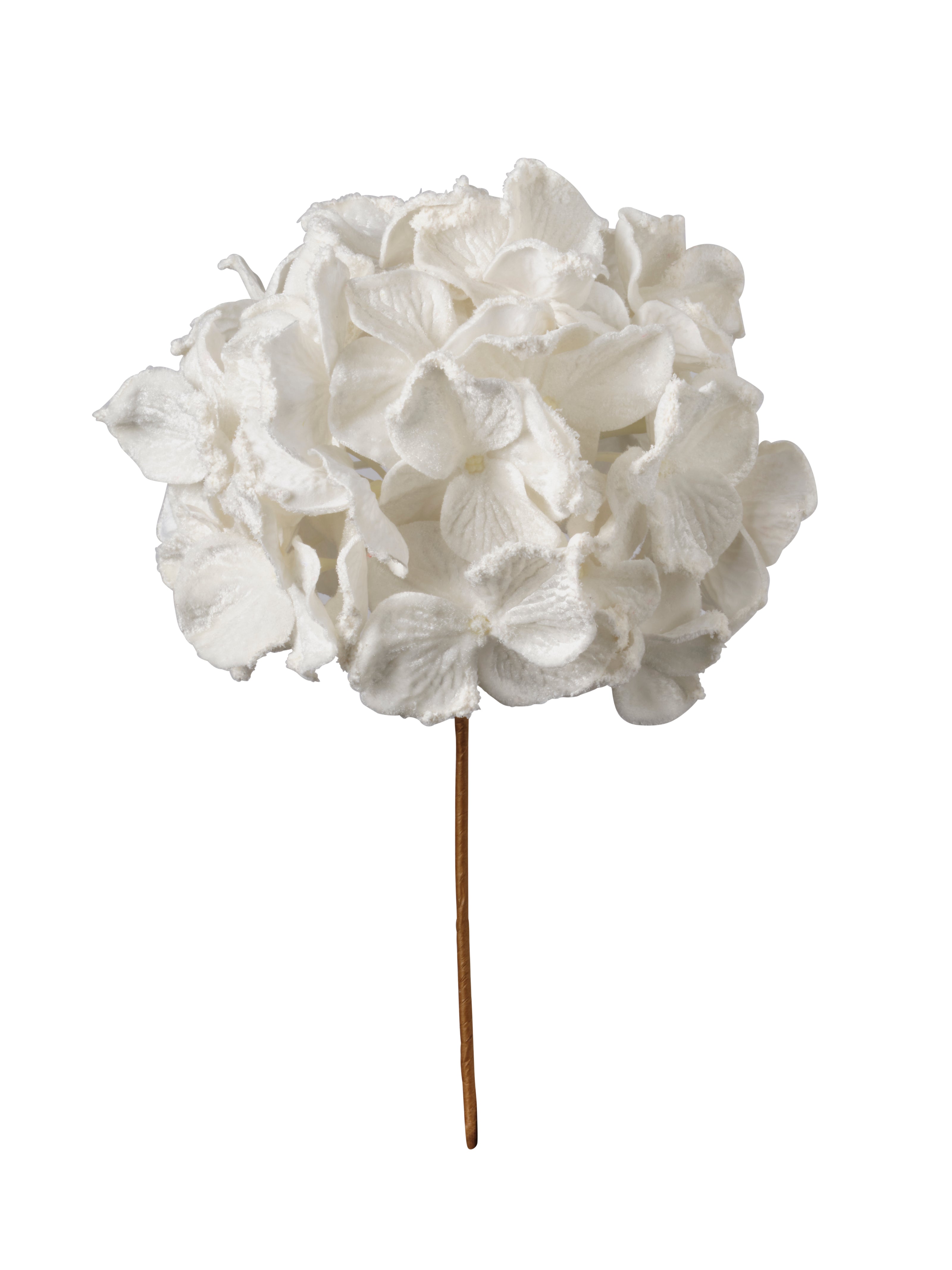 Tige de hydrangea