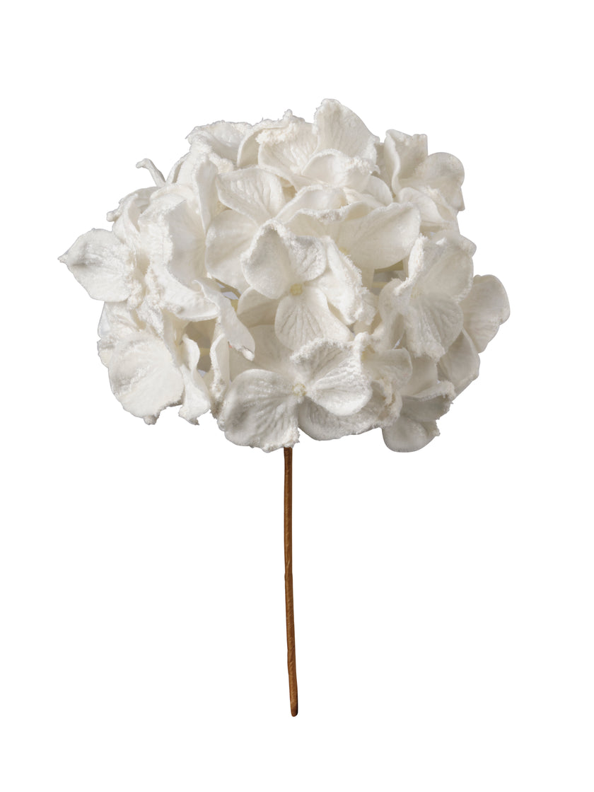 Tige de hydrangea
