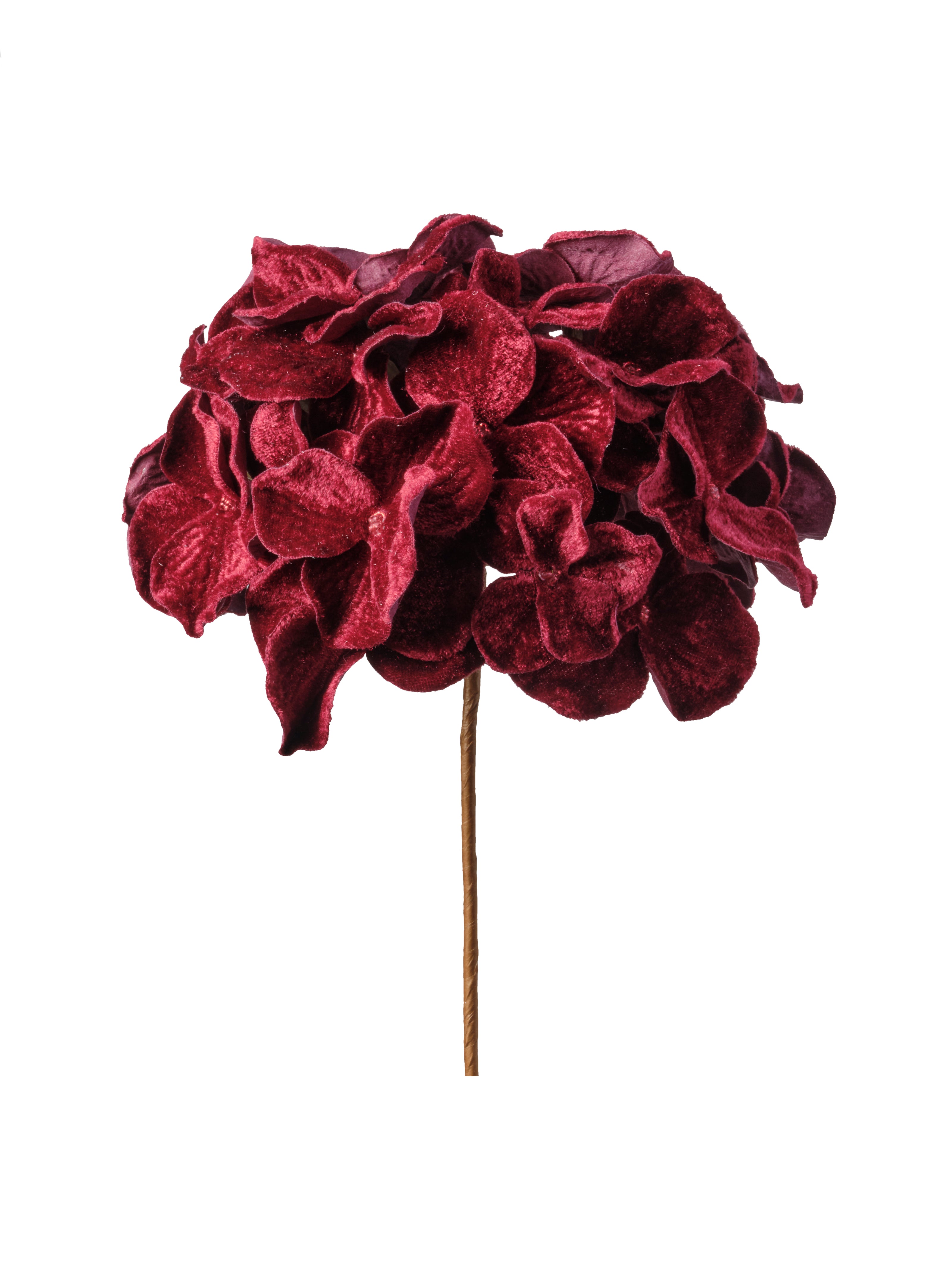 Tige de hydrangea