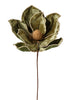 Tige de magnolia vert