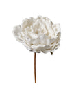 Tige de pivoine blanche