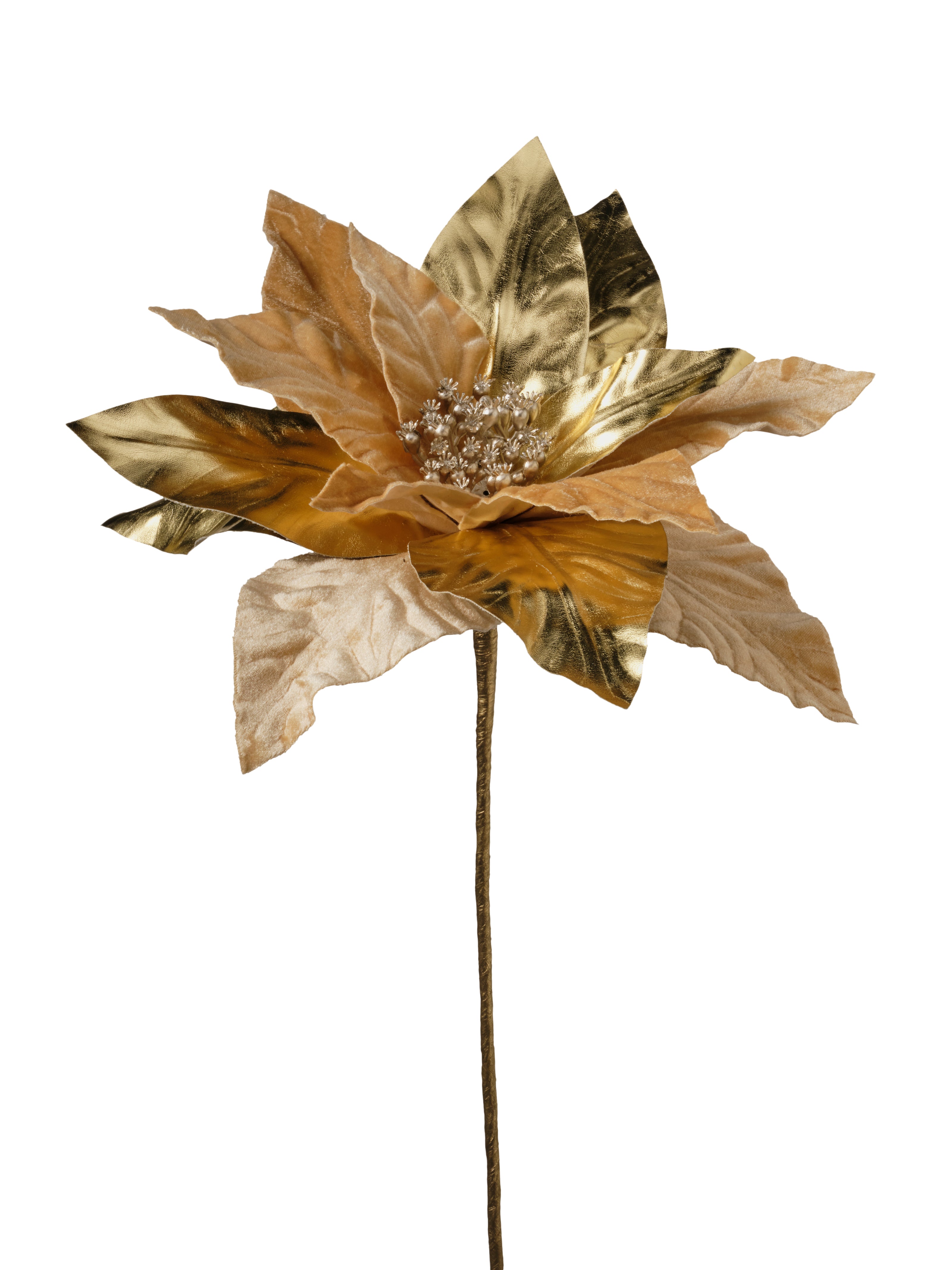 Tige de poinsettia