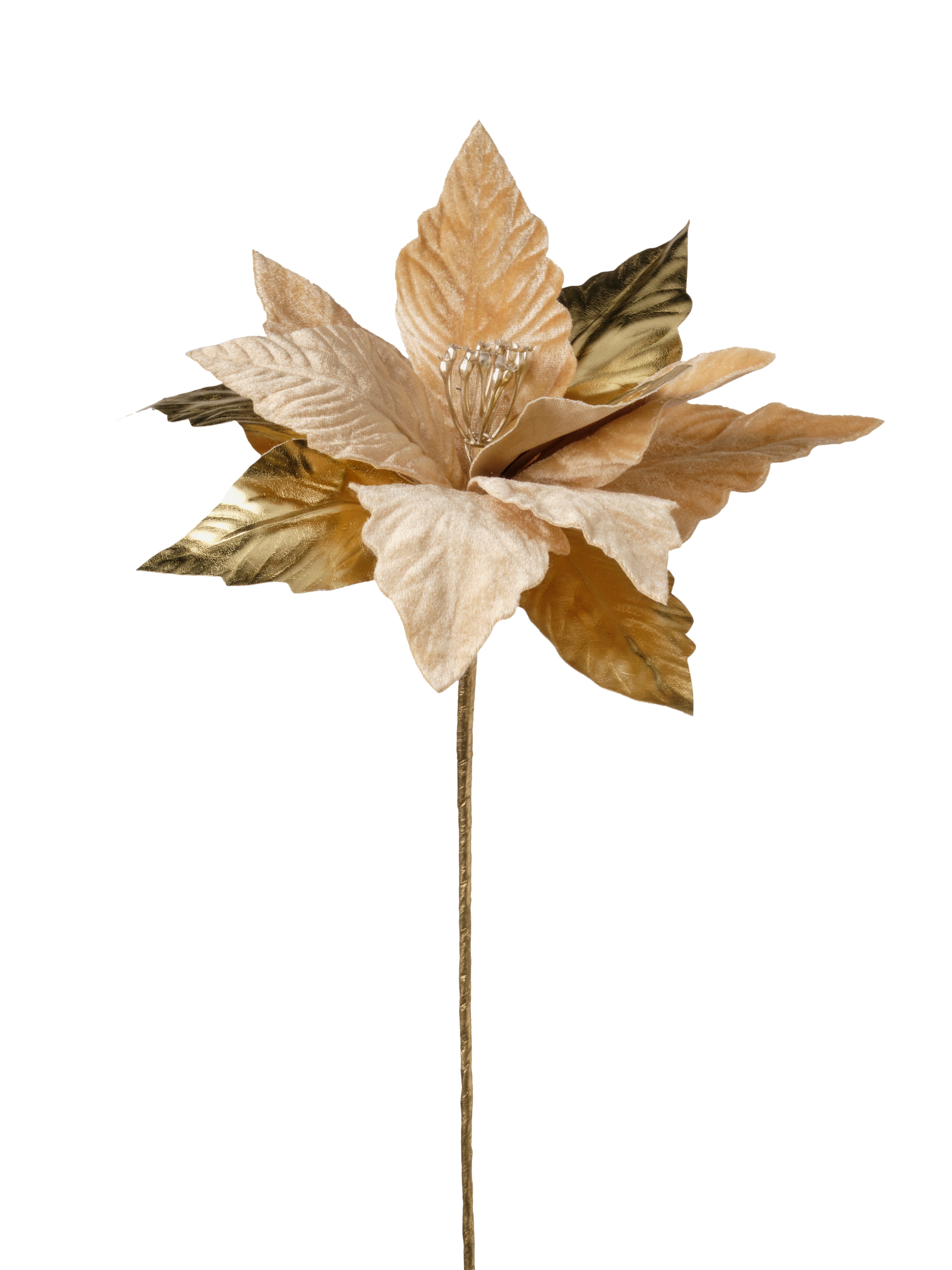 Tige de poinsettia