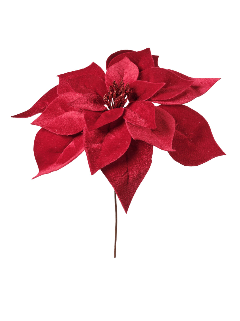 Tige de poinsettia