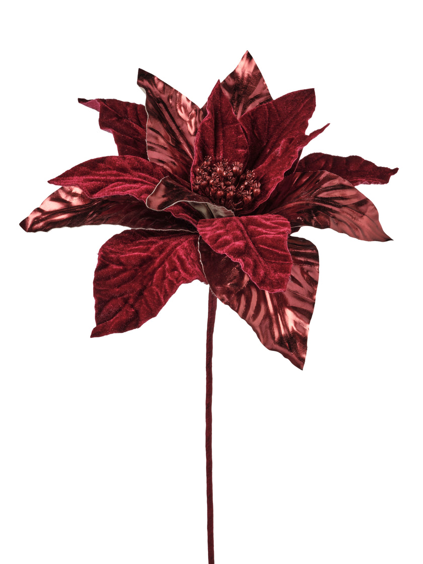 Tige de poinsettia