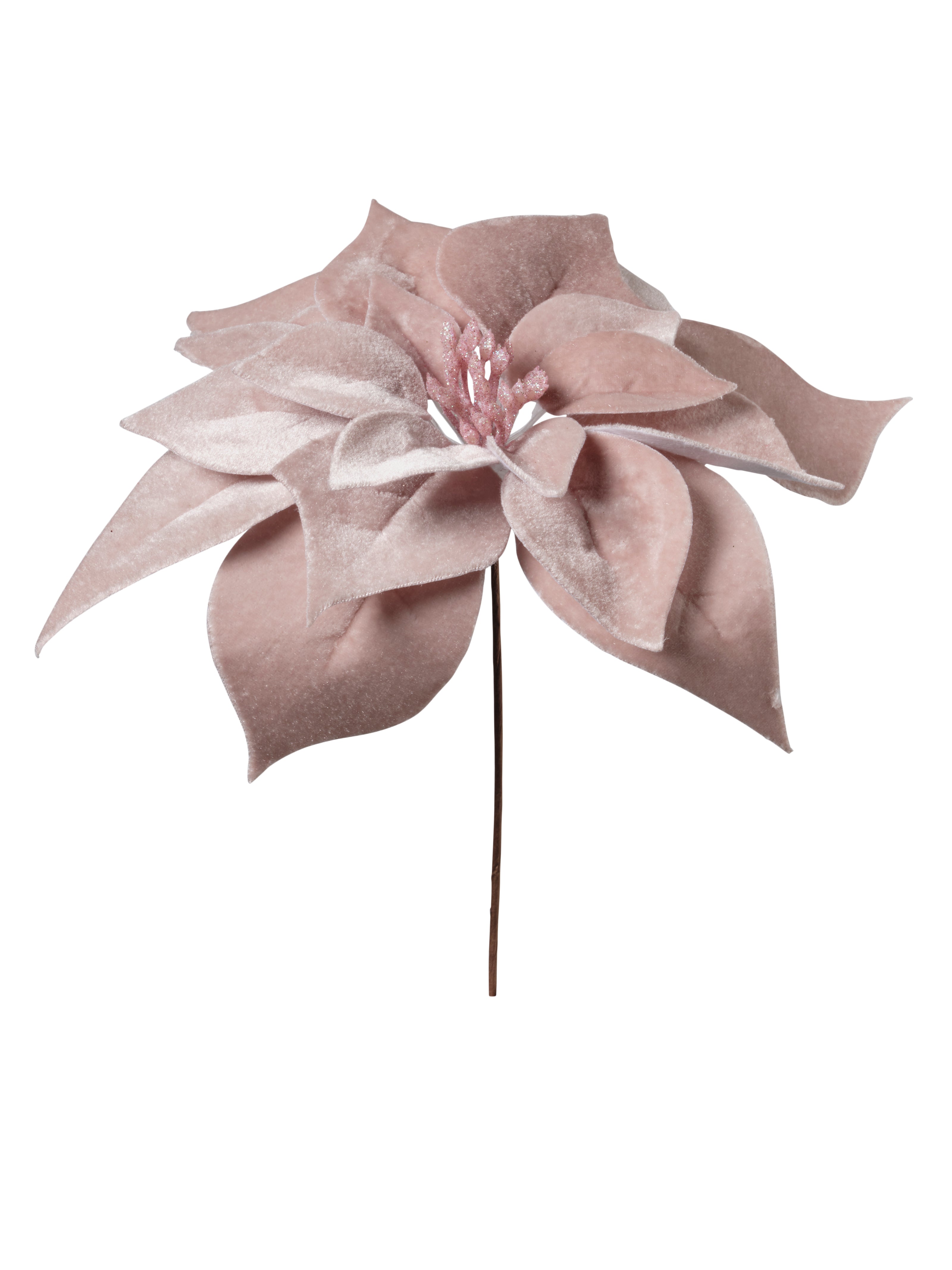 Tige de poinsettia