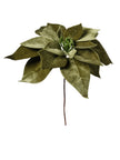 Tige de poinsettia