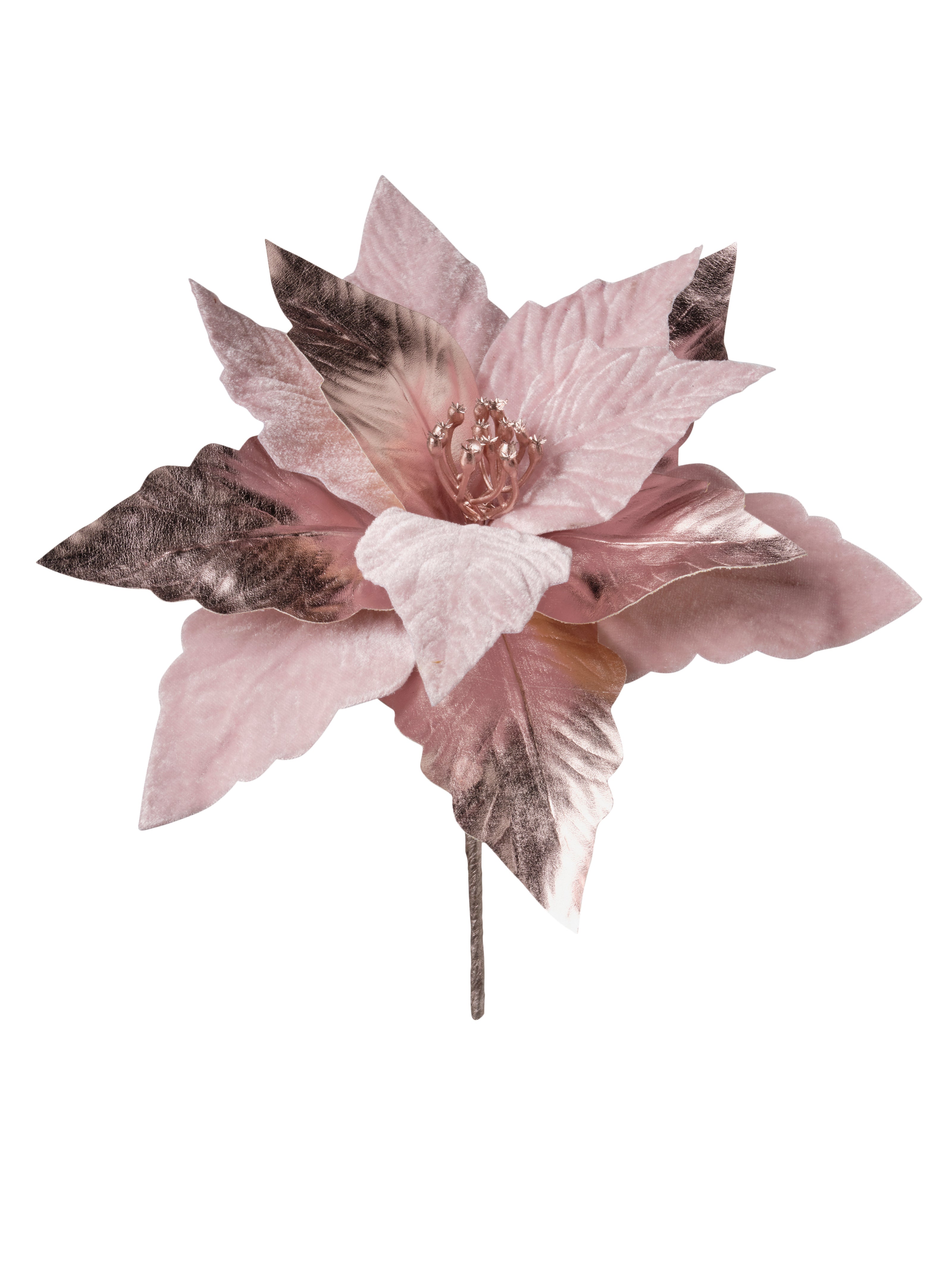 Tige de poinsettia