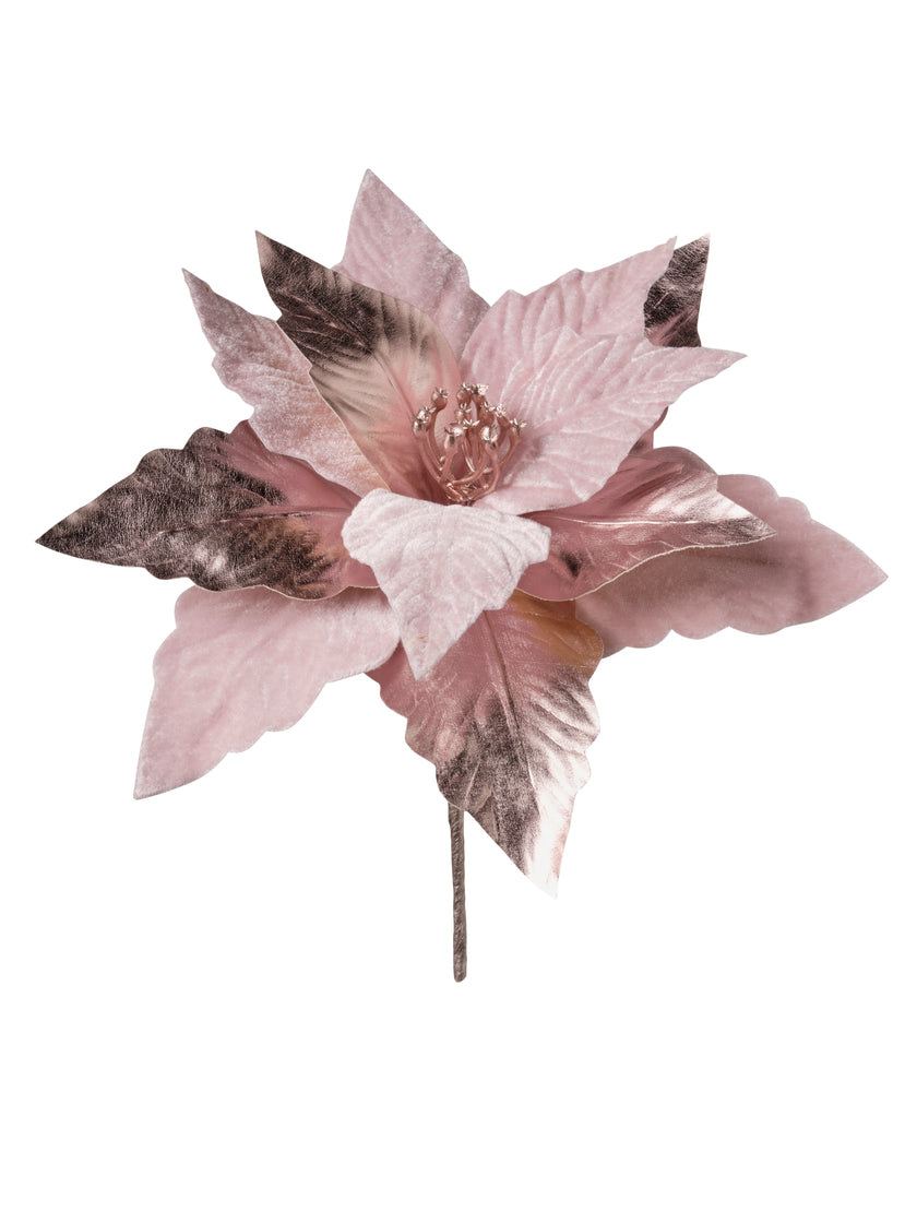 Tige de poinsettia