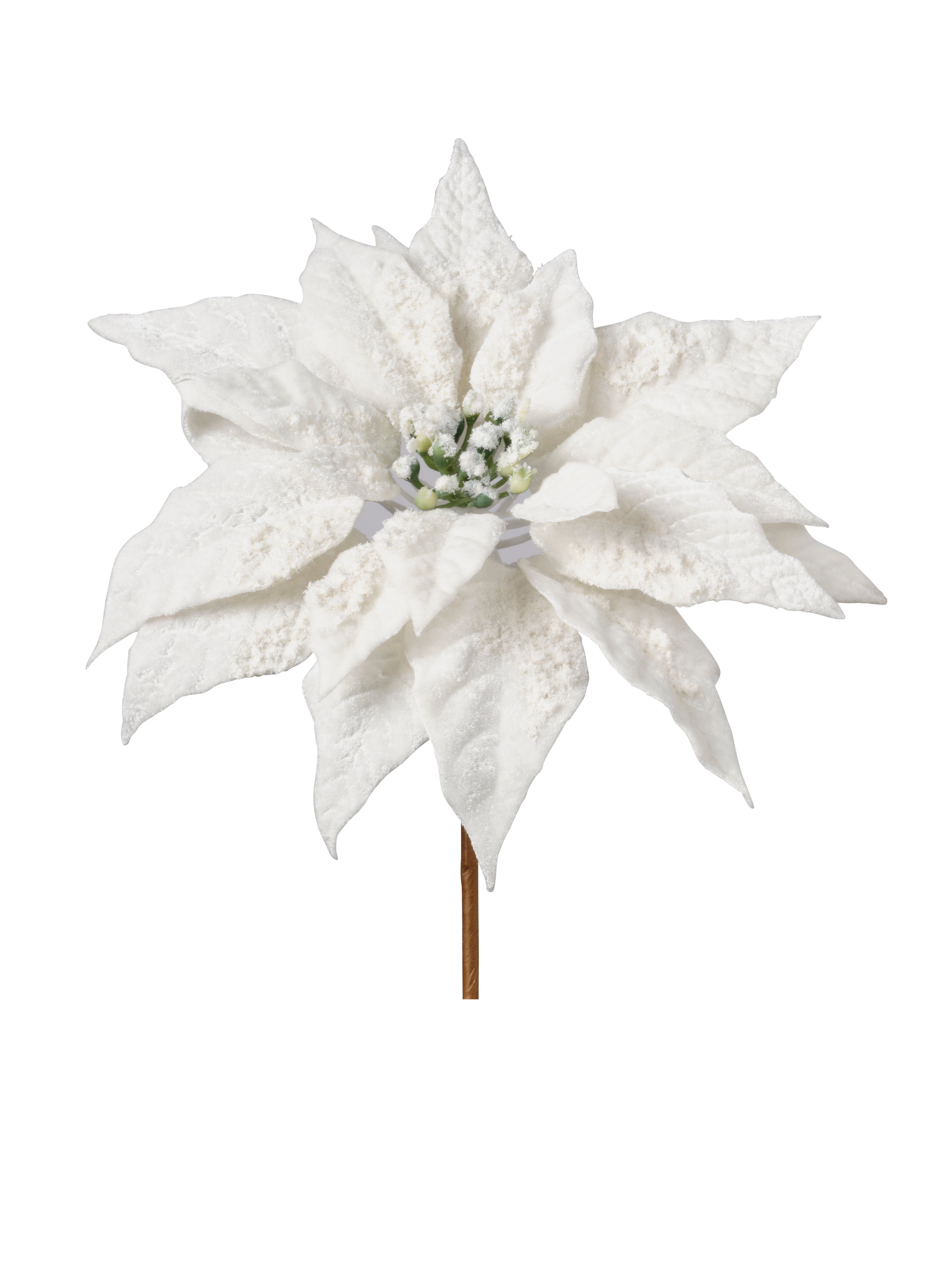 Tige de poinsettia Blanc