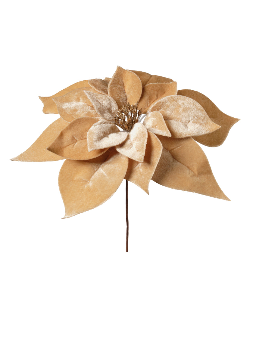 Tige de poinsettia