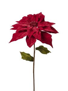 Tige de poinsettia géante