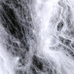 Toile d'araignee