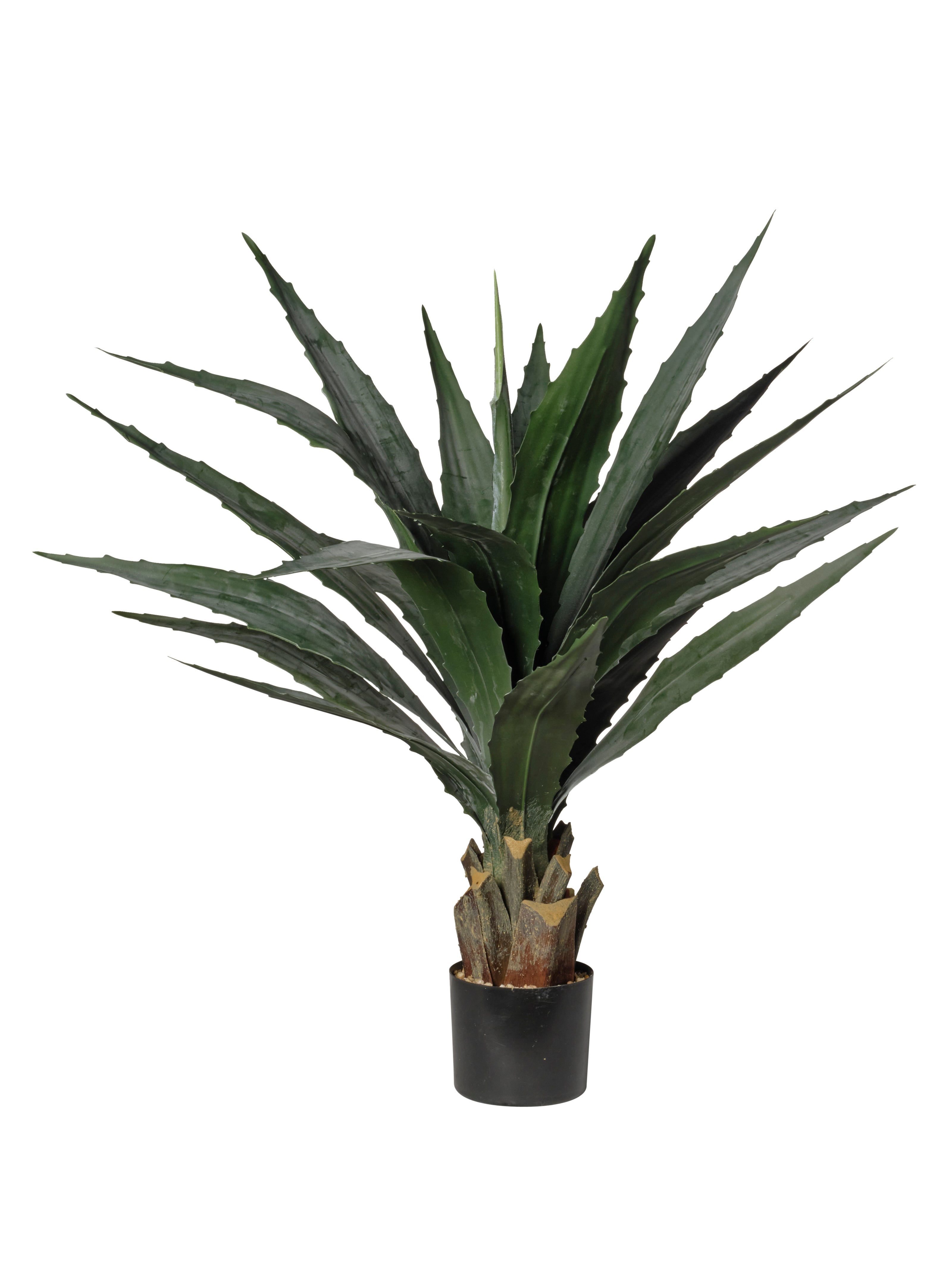 Yucca