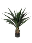 Yucca