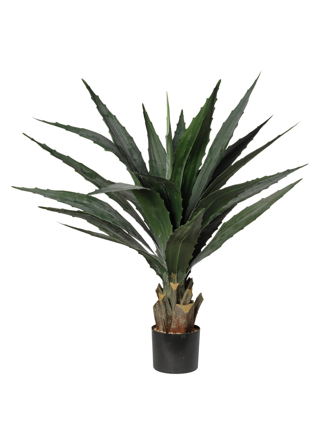 Yucca