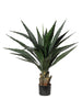 Yucca