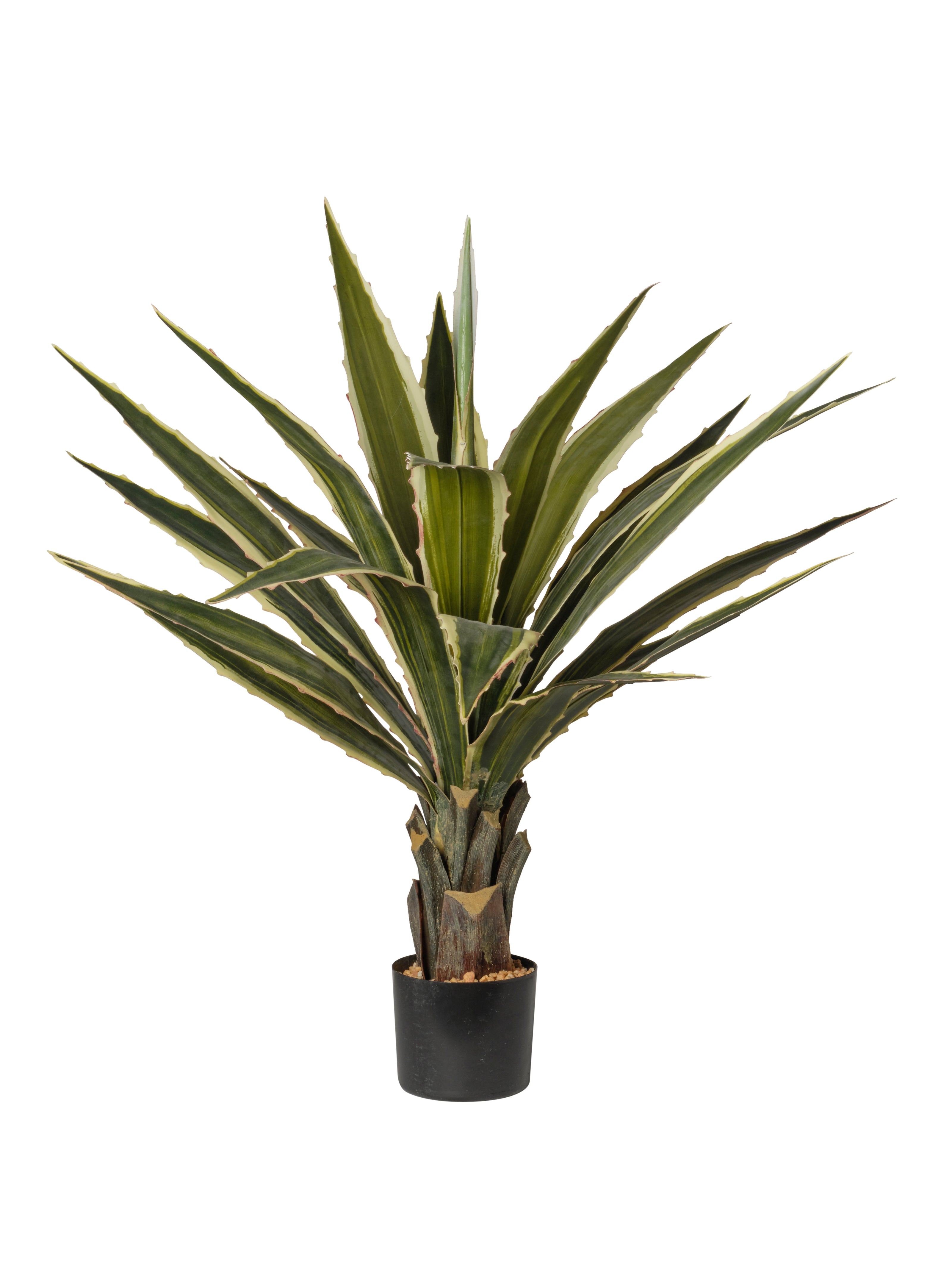 Yucca jaune