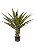 Yucca jaune
